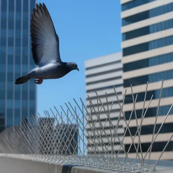 Installation de pics anti-pigeons sur une corniche d'immeuble pour une protection durable contre les salissures.