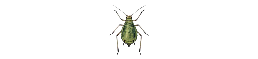 Insectes ravageurs