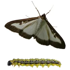 Pyrale du buis