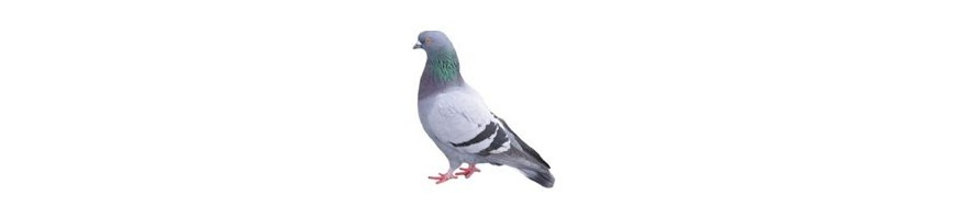 Pigeons