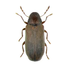 Insectes du bois