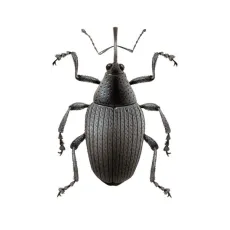 Insectes des céréales