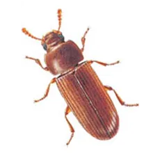 Autres Insecticides