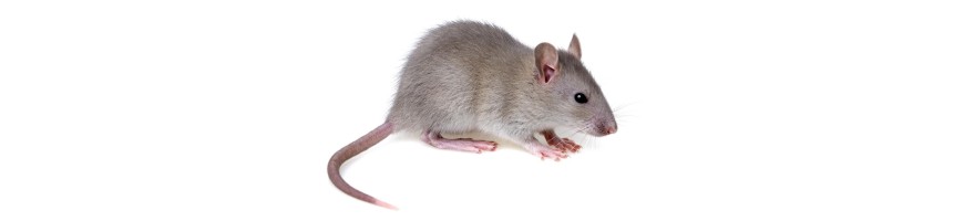 Anti Souris - Piège, Répulsif et Ultrason Anti-souris Efficaces