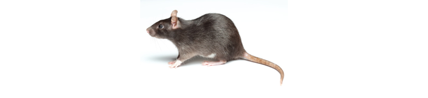 Anti-Rats et Surmulots 