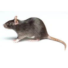 Anti-Rats et Surmulots 
