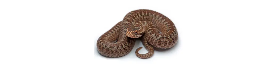 Repulsif serpent efficace : couleuvre et vipère