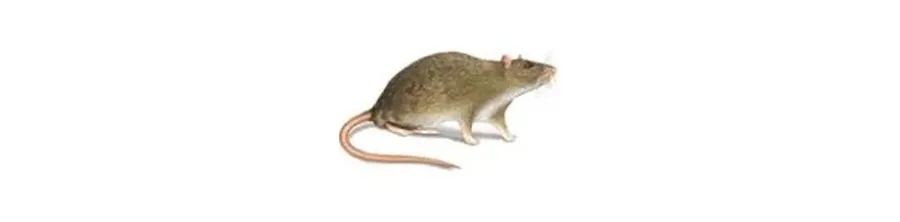Repulsif rat : repousser et chasser les rats