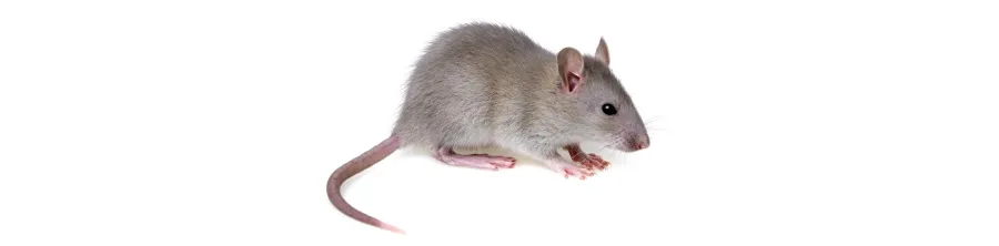 Repulsif souris : gel, pâte, ultrason efficace contre les souris