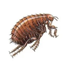 Repulsif Insectes