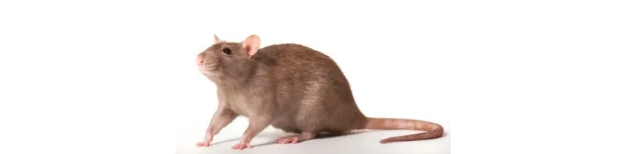 Piege a rat : acheter une tapette a rat ou souris