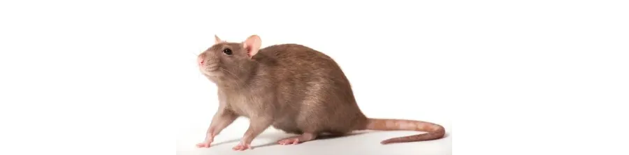 Piege à Rat