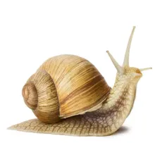 Pieges à Limaces-Escargots