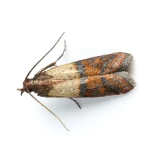 Pieges à Mites-Teignes