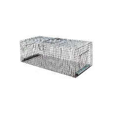 Cage Pigeon