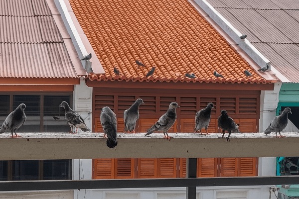 Fil anti-pigeon installé sur une corniche