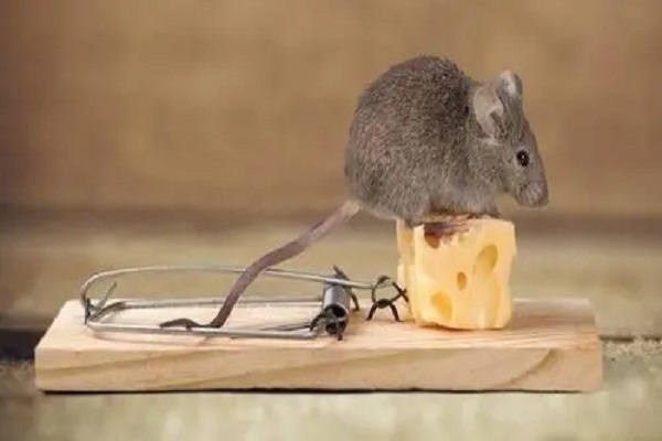 Piège à rat mécanique prêt à l'emploi